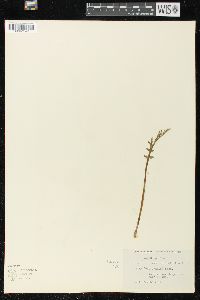 Botrychium matricariifolium image