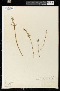 Botrychium matricariifolium image