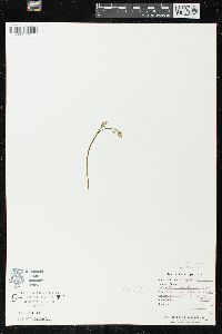 Botrychium matricariifolium image