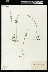 Botrychium matricariifolium image