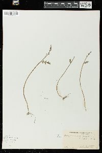 Botrychium matricariifolium image