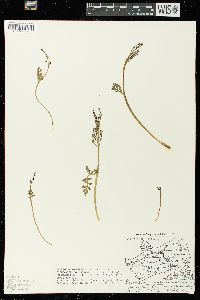 Botrychium matricariifolium image