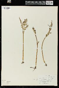 Botrychium matricariifolium image