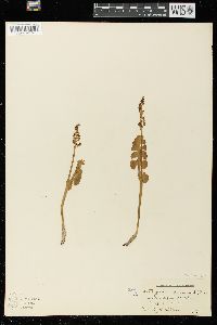 Botrychium lunaria image