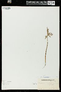 Botrychium lanceolatum image