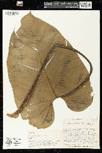 Philodendron dodsonii image