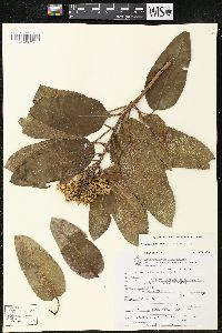 Arbutus xalapensis image