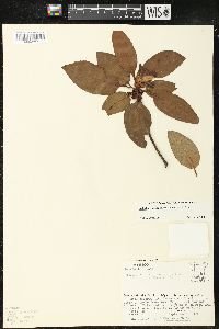 Arbutus xalapensis image