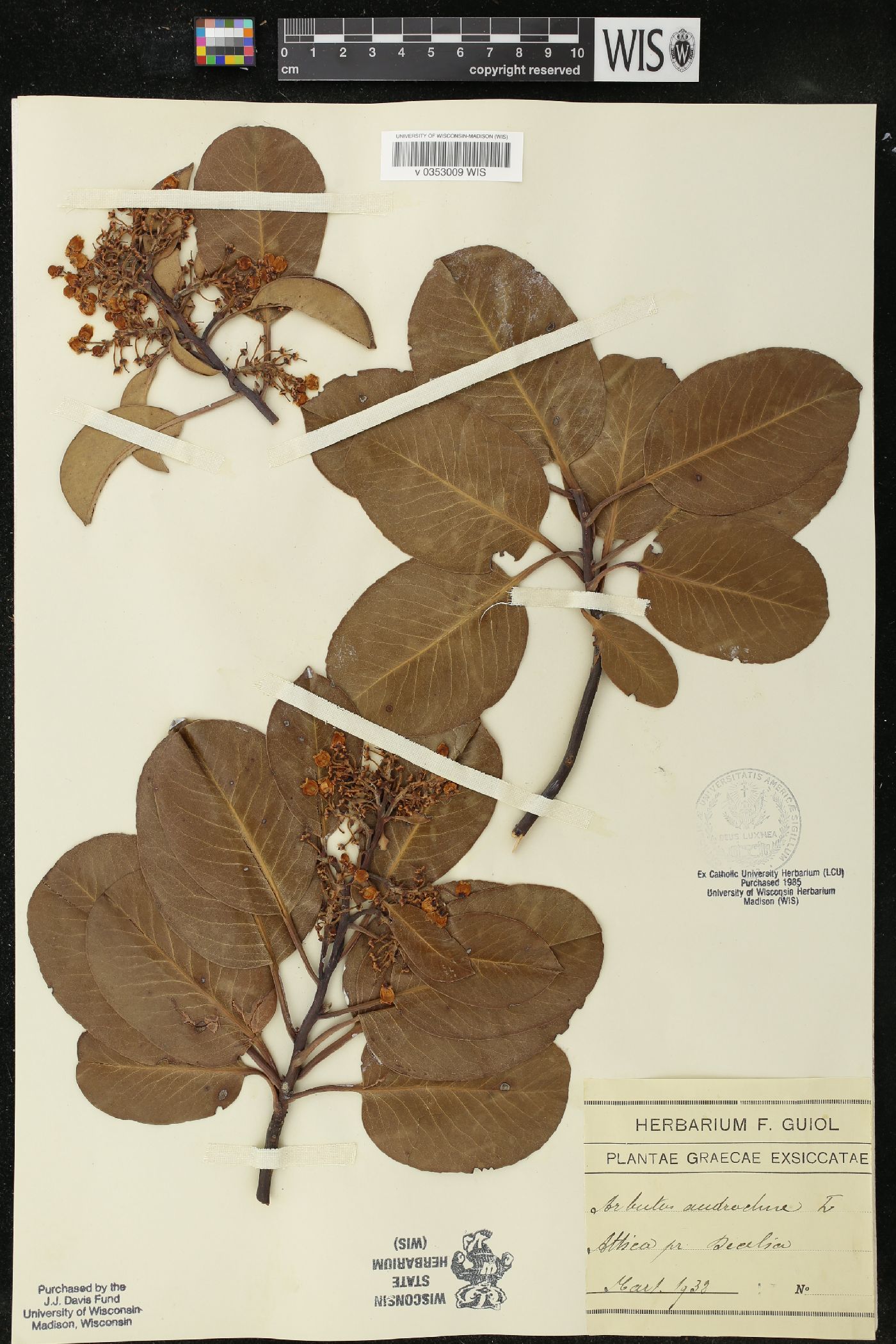 Arbutus andrachne image