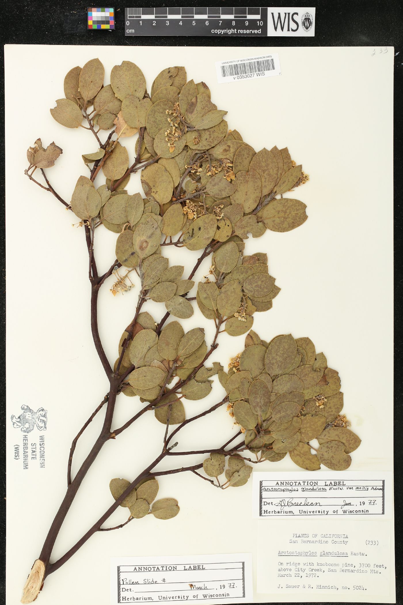 Arctostaphylos glandulosa image