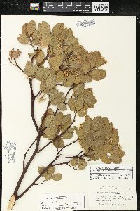 Arctostaphylos glandulosa var. mollis image