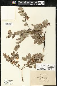 Arctostaphylos canescens image