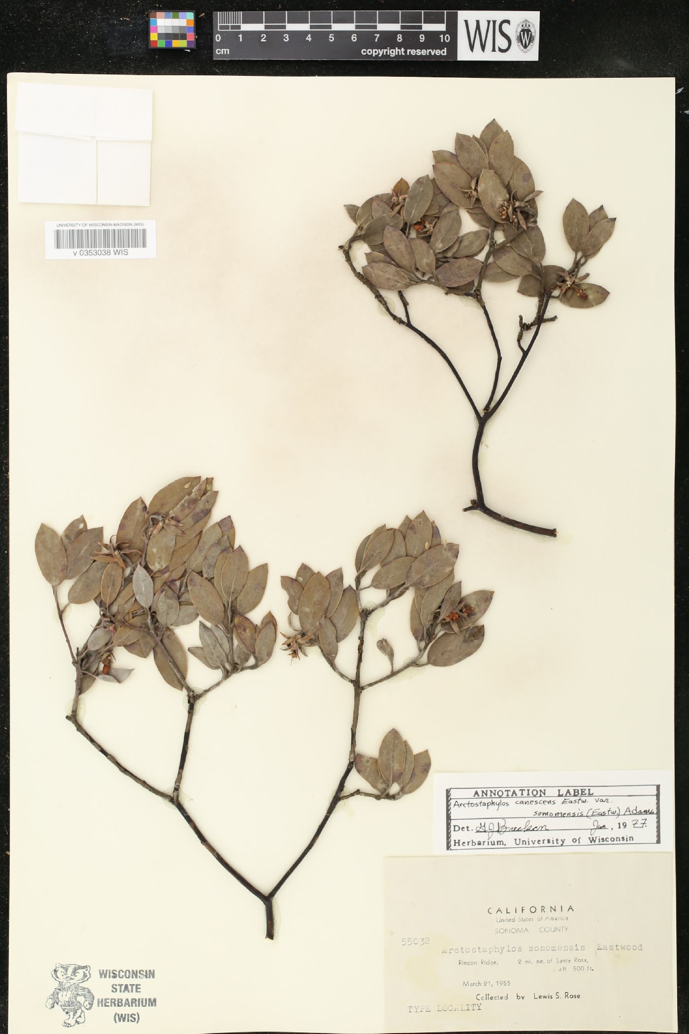 Arctostaphylos canescens var. sonomensis image