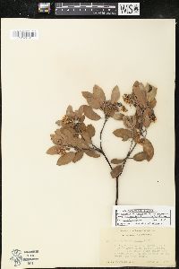 Arctostaphylos canescens var. sonomensis image