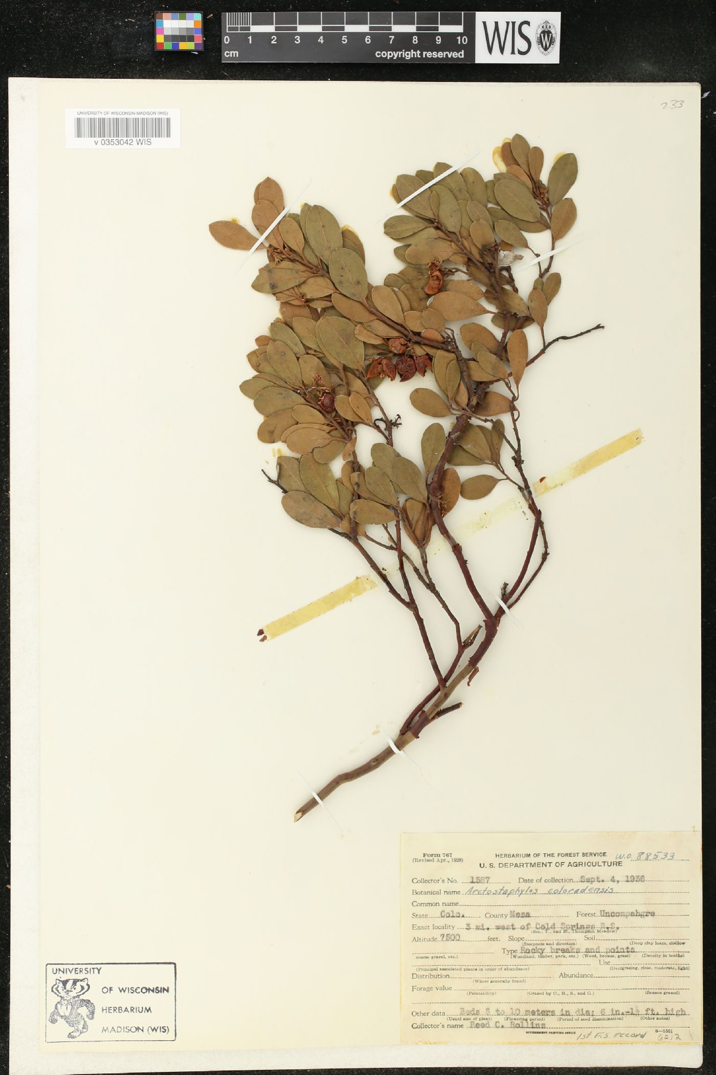 Arctostaphylos x coloradensis image