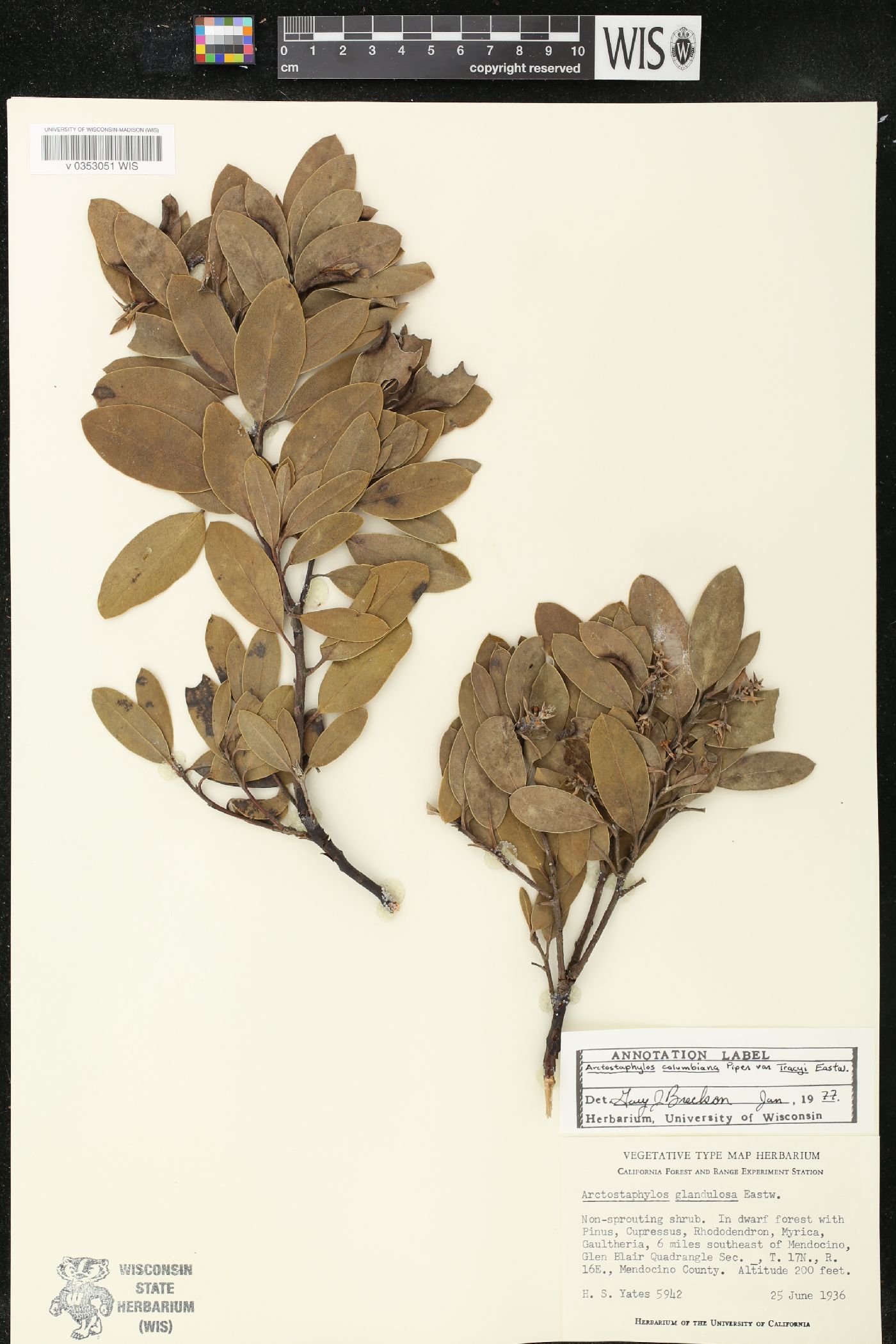 Arctostaphylos columbiana var. tracyi image