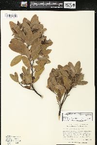 Arctostaphylos columbiana var. tracyi image