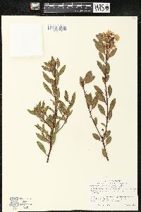 Arctostaphylos densiflora image