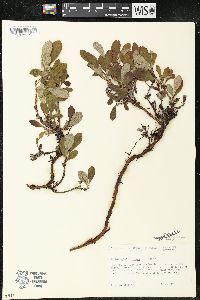 Arctostaphylos alpinus image