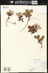 Arctostaphylos alpinus image