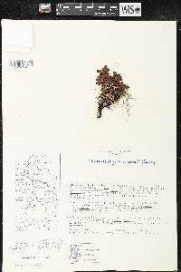 Arctostaphylos alpinus image