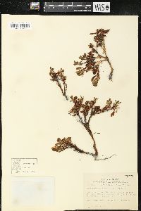 Arctostaphylos alpinus image