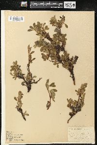 Arctostaphylos alpinus image