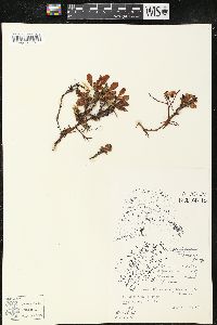 Arctostaphylos alpinus image