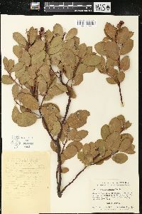 Arctostaphylos mewukka image