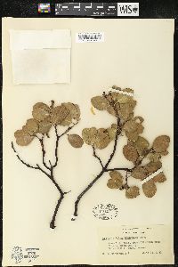 Arctostaphylos manzanita image