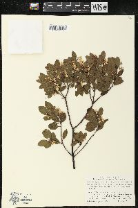 Arctostaphylos hookeri image