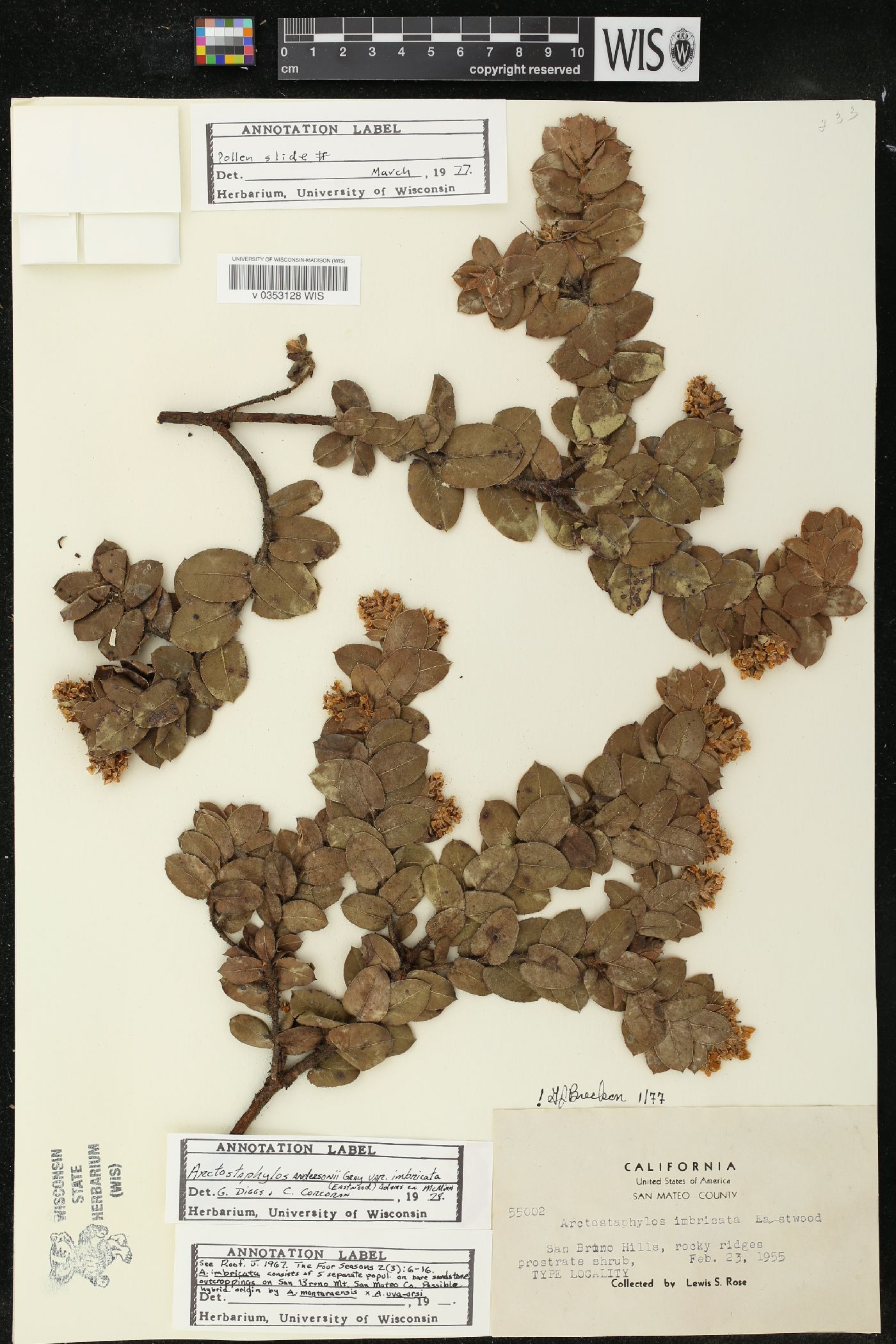 Arctostaphylos andersonii var. imbricata image