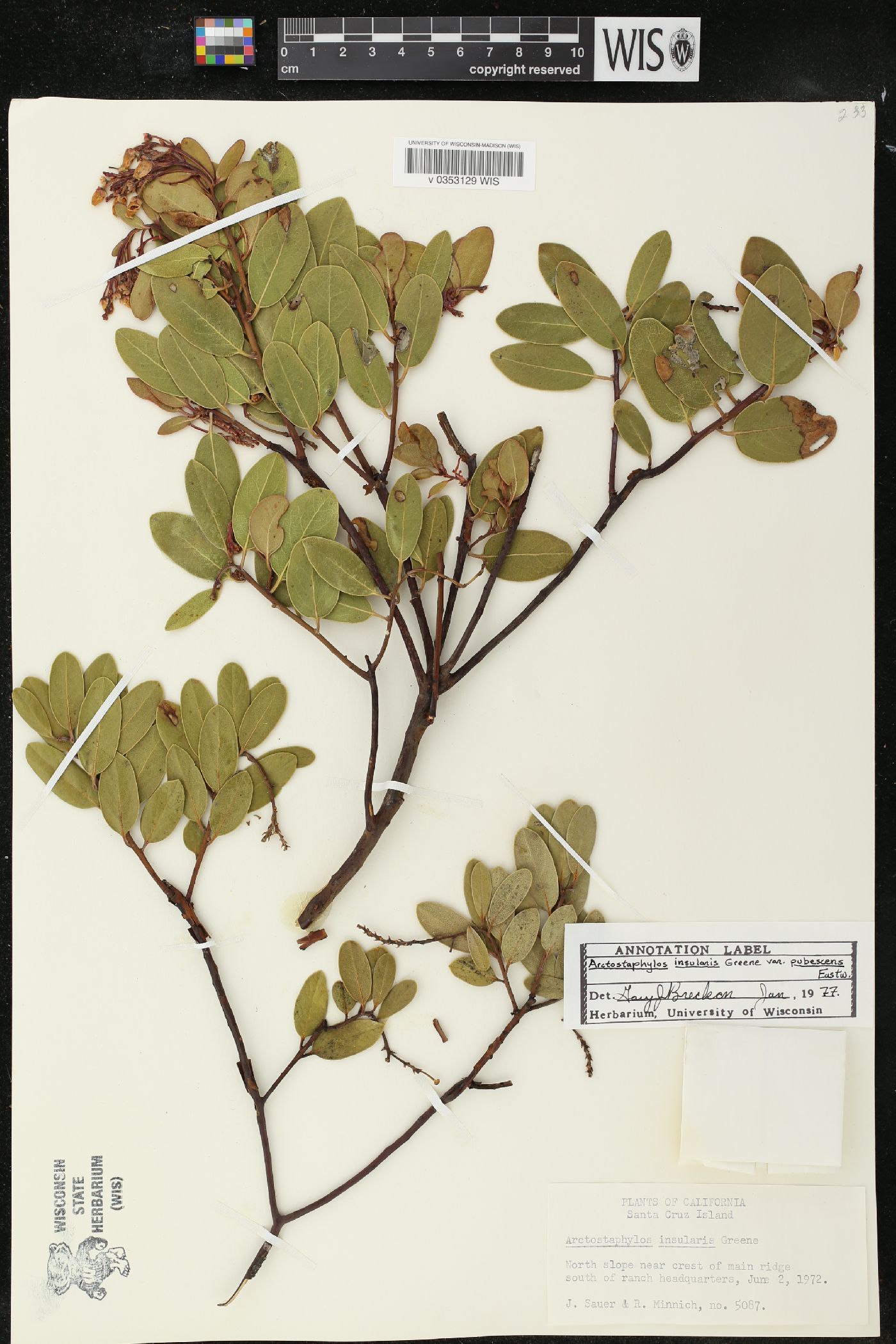 Arctostaphylos insularis var. pubescens image