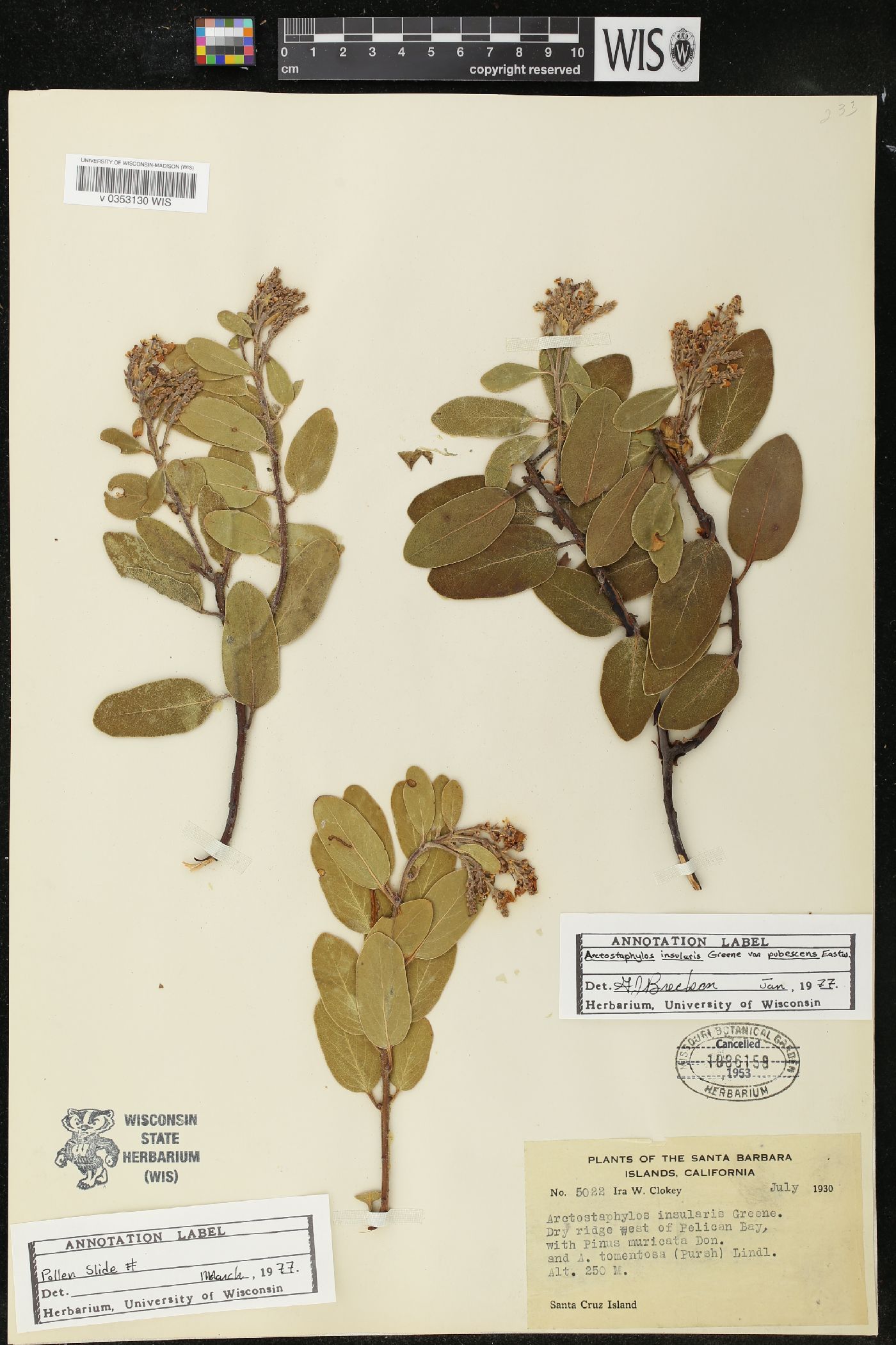 Arctostaphylos insularis var. pubescens image