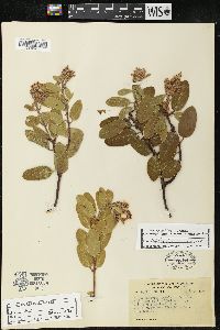 Arctostaphylos insularis image