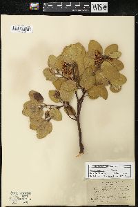 Arctostaphylos patula image