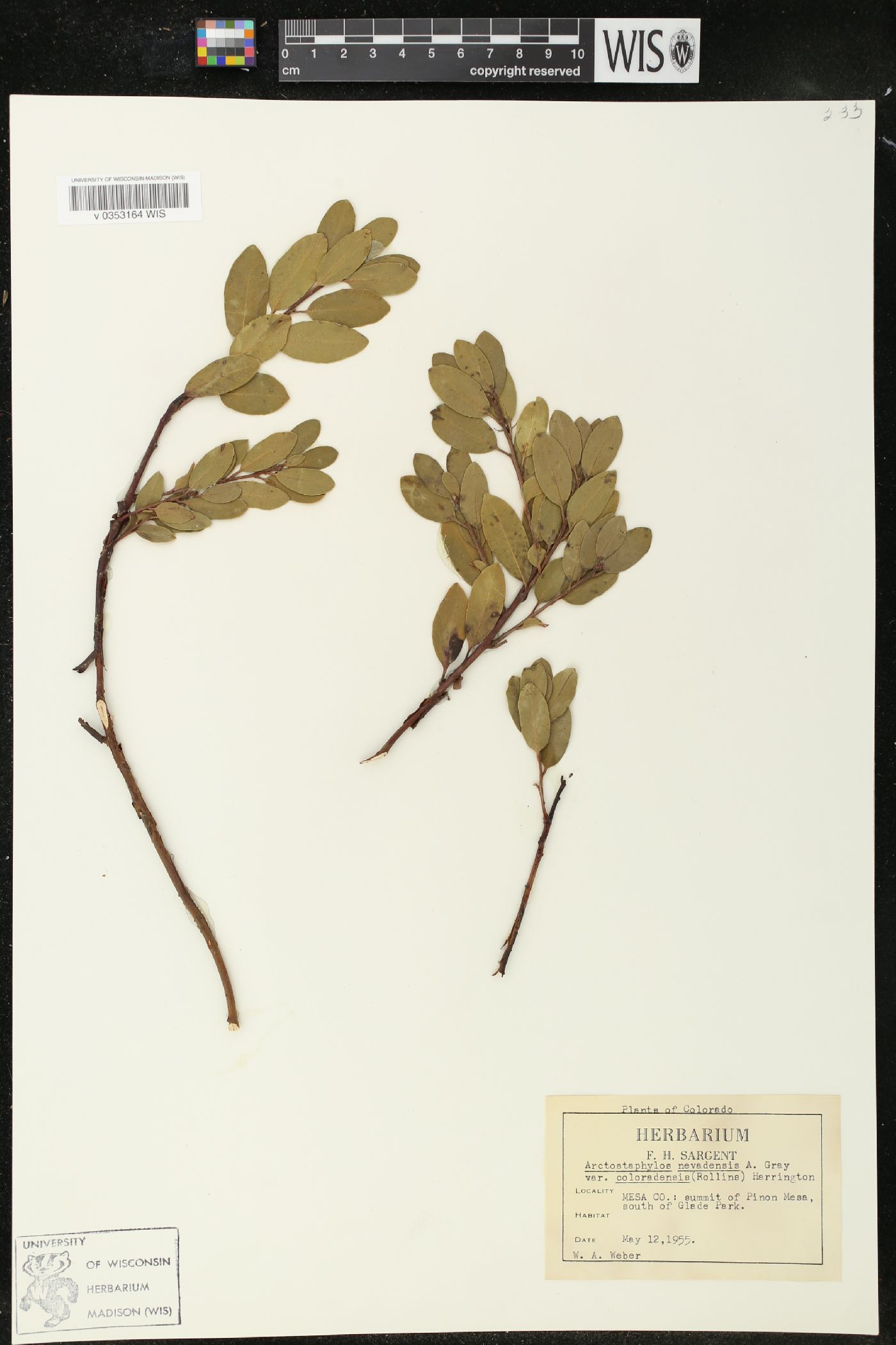 Arctostaphylos nevadensis var. coloradensis image