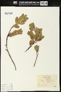 Arctostaphylos nevadensis image