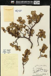 Arctostaphylos nevadensis image