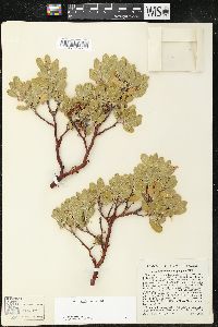 Arctostaphylos pungens image