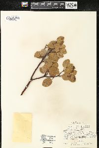 Arctostaphylos parryana image