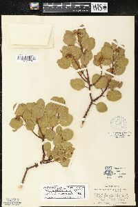 Arctostaphylos patula image