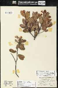 Arctostaphylos tomentosa subsp. crustacea image