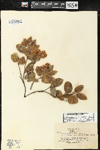 Arctostaphylos tomentosa subsp. crustacea image