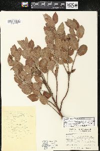 Arctostaphylos tomentosa subsp. crustacea image