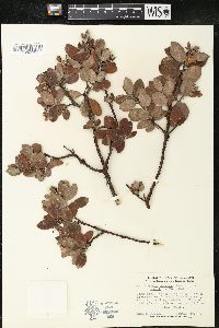 Arctostaphylos tomentosa var. hebeclada image