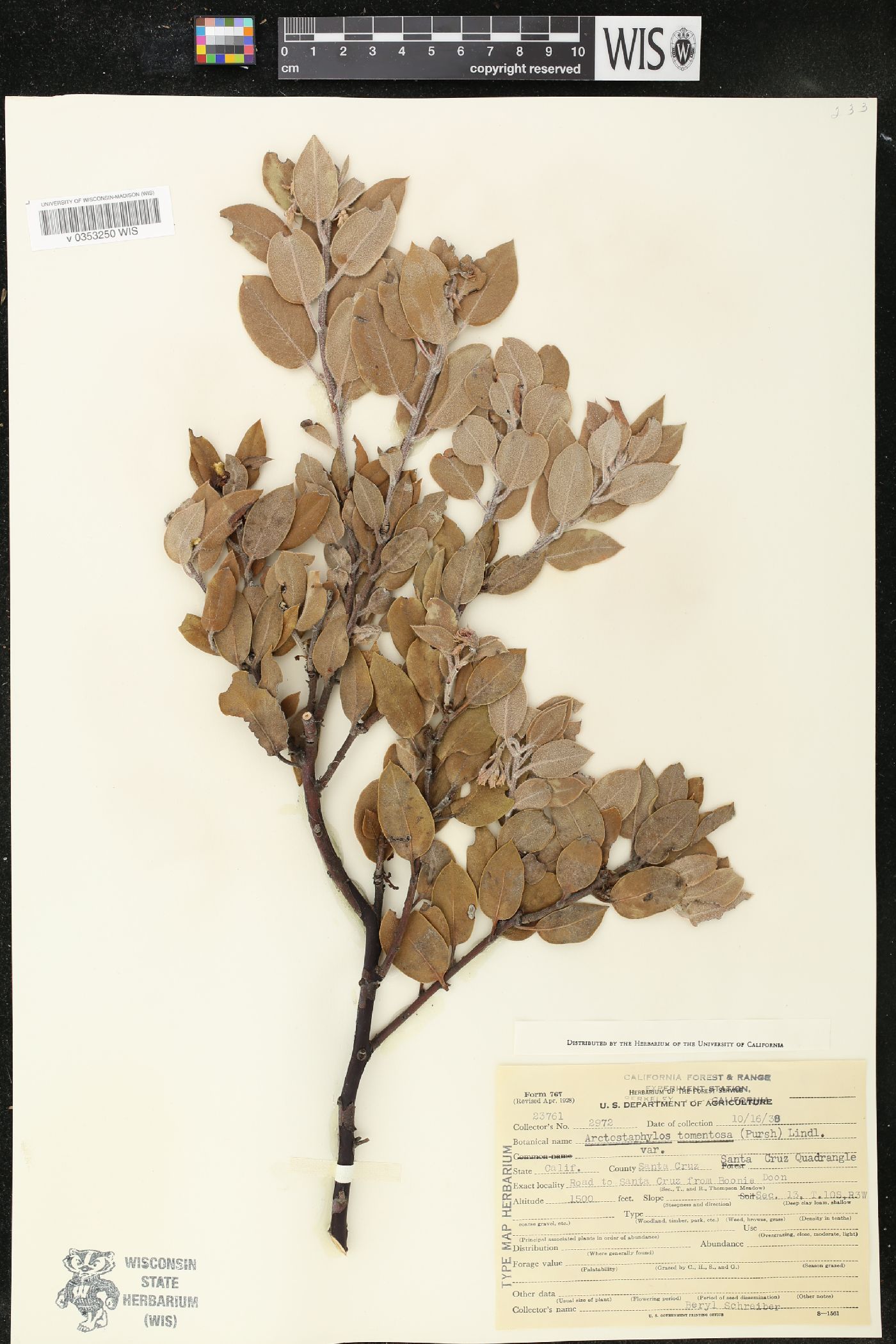 Arctostaphylos tomentosa image