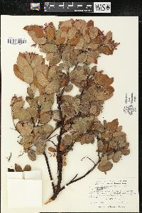 Arctostaphylos tomentosa var. crinita image