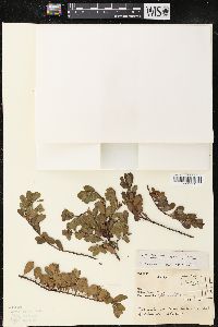 Arctostaphylos uva-ursi var. uva-ursi image