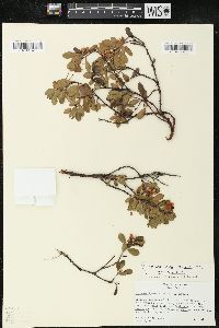 Arctostaphylos uva-ursi var. uva-ursi image